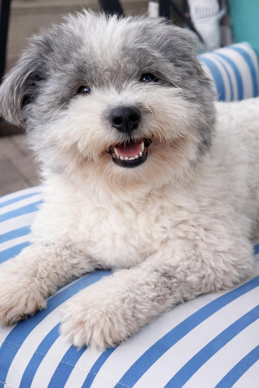 Enlarge Lucky, a hold mixed breed in Deerfield Beach, FL image 1/4