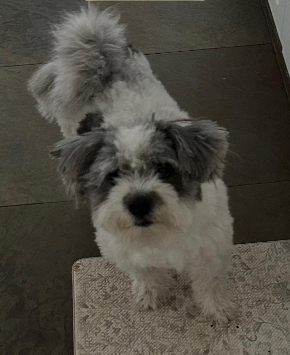 Enlarge Lucky, a hold mixed breed in Deerfield Beach, FL image 4/4