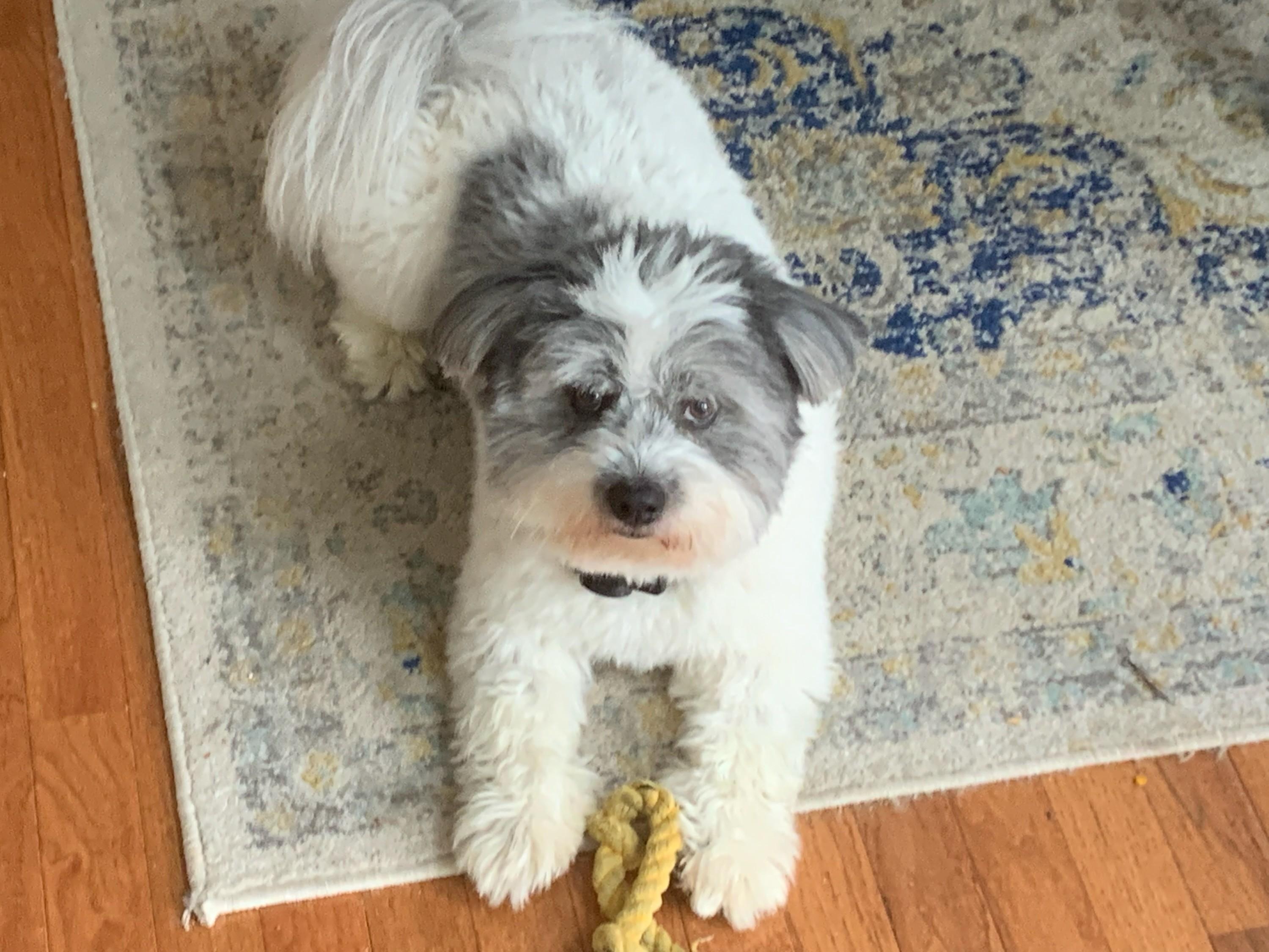 Enlarge Lucky, a hold mixed breed in Deerfield Beach, FL image 2/4