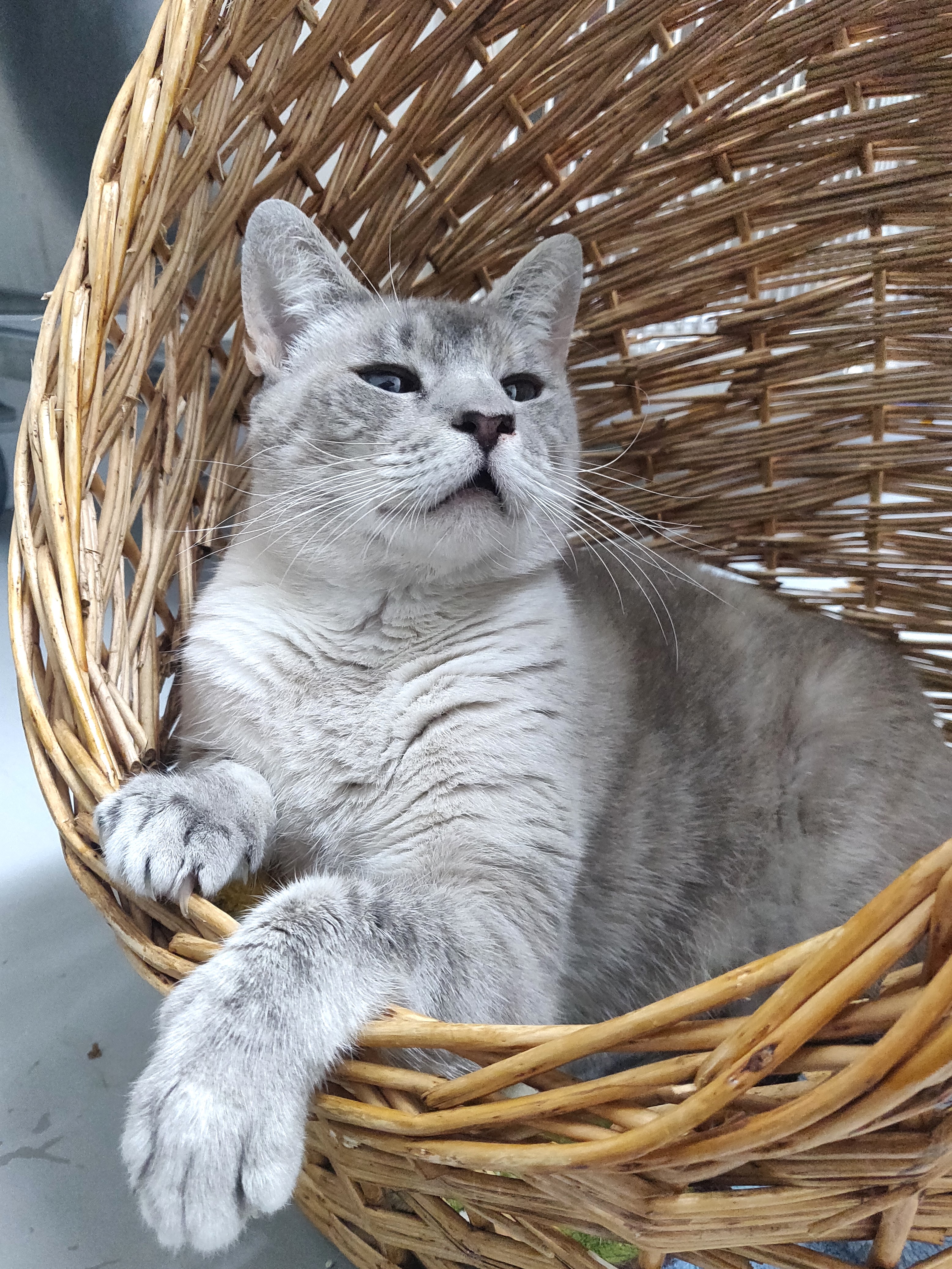 Eugenia, an adoptable Siamese in Fairhope, AL, 36532 | Photo Image 4