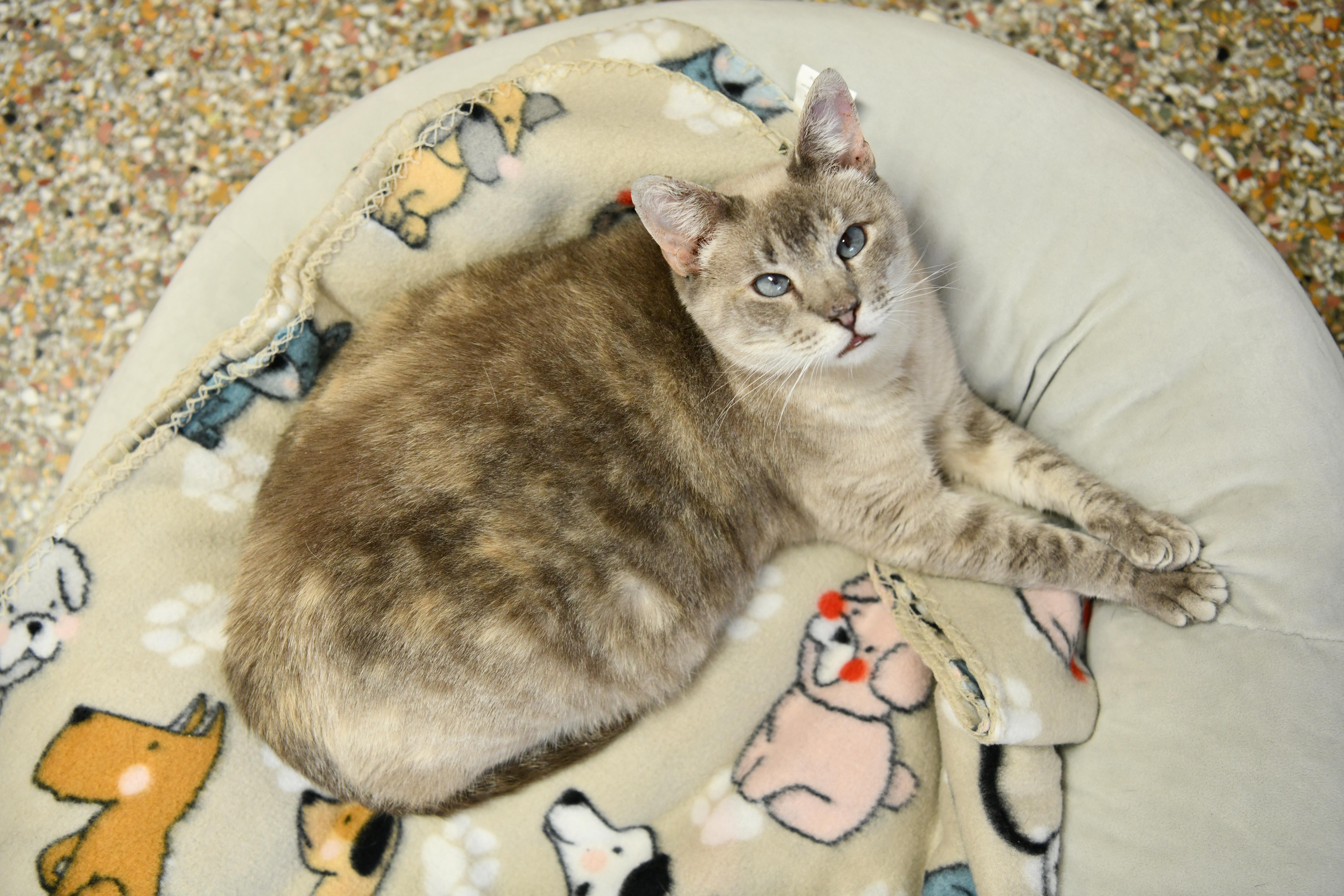 Enlarge Eugenia, a Adoptable Siamese in Fairhope, AL image 4/5