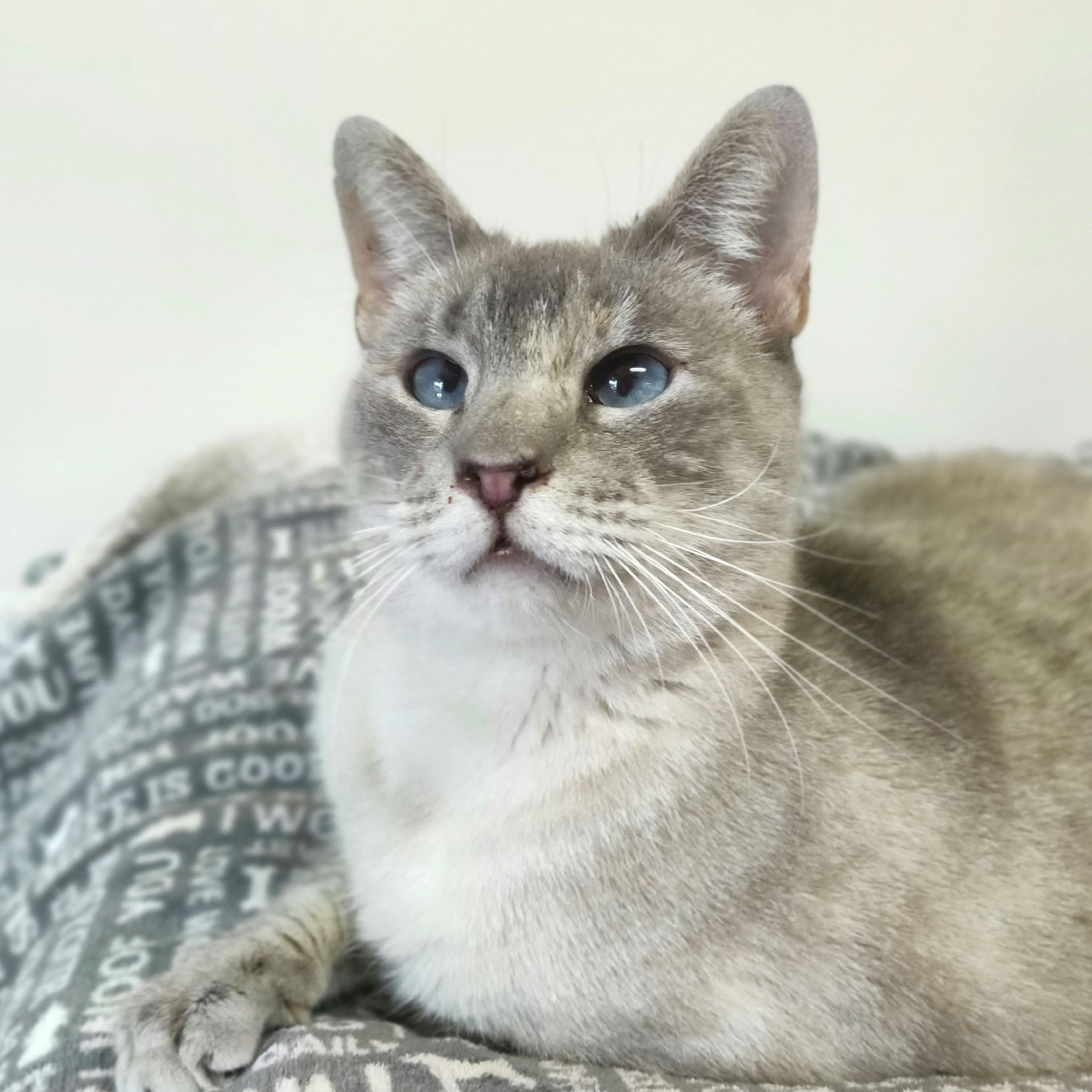 Eugenia, Adoptable, Senior Female Siamese.
