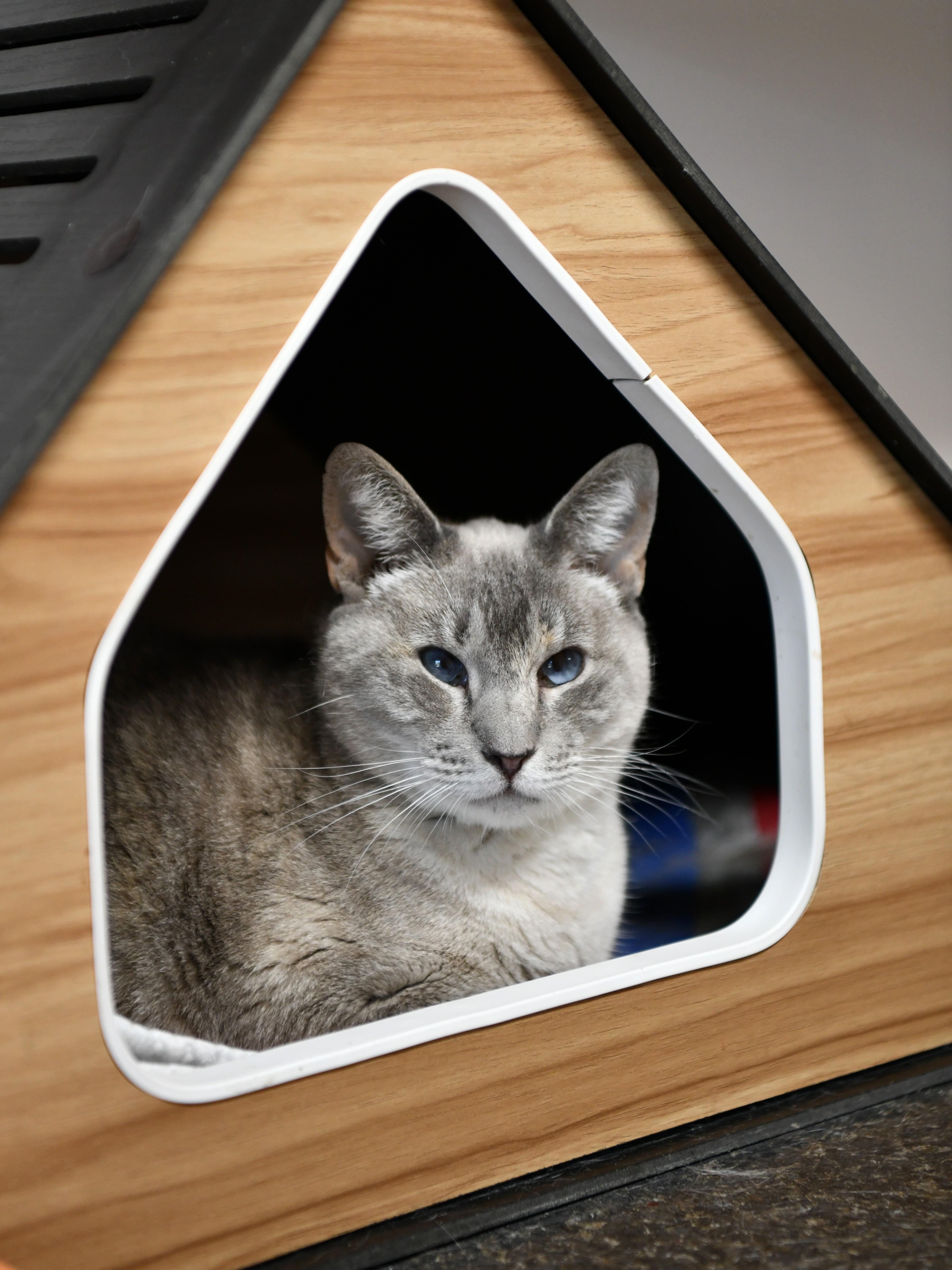 Eugenia, Adoptable, Senior Female Siamese.