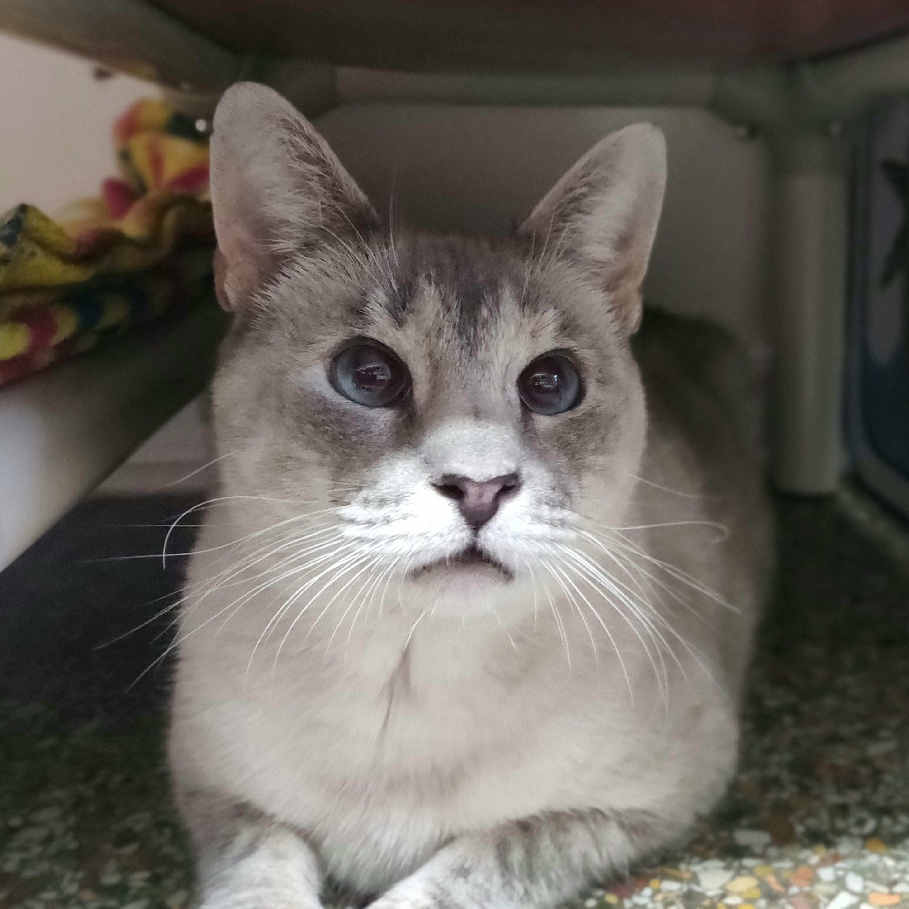 Enlarge Eugenia, a Adoptable Siamese in Fairhope, AL image 3/5