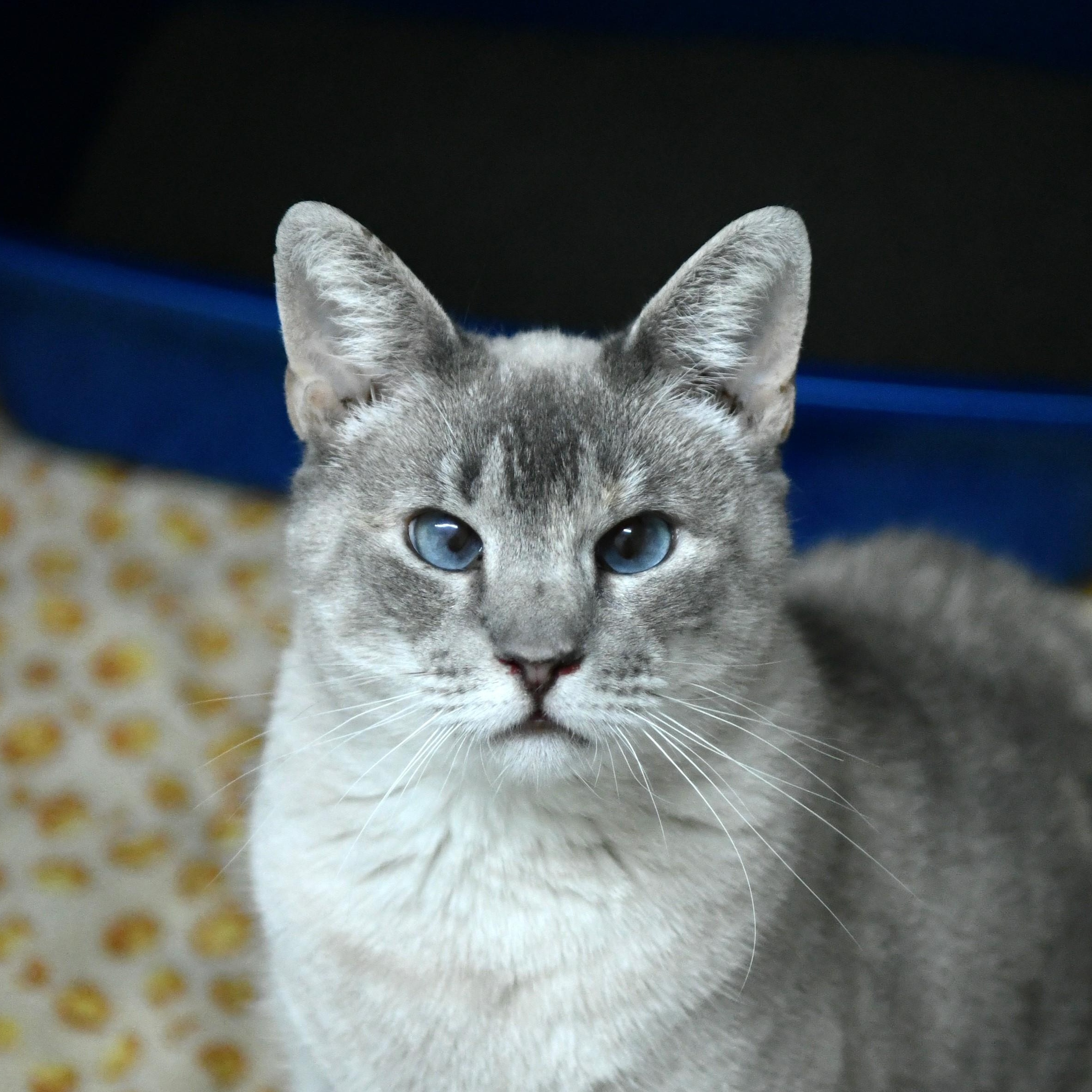 Enlarge Eugenia, a Adoptable Siamese in Fairhope, AL image 5/5