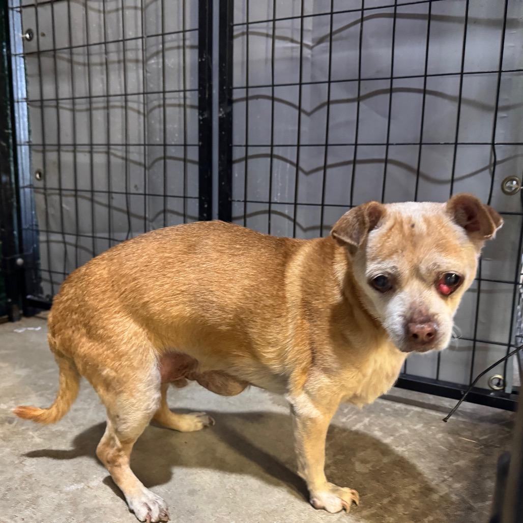 Charlie, a Adoptable mixed breed in Enfield, NH image 1/4