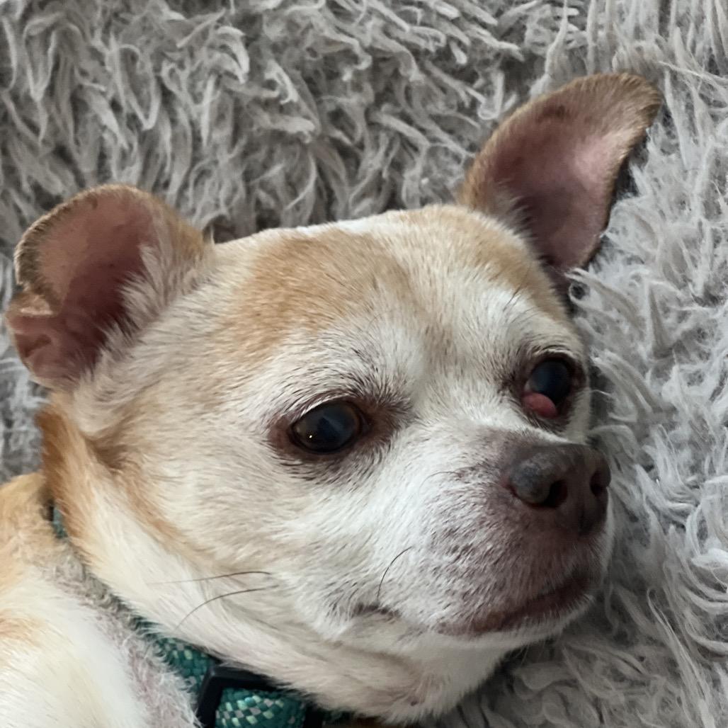 Charlie, a Adoptable mixed breed in Enfield, NH image 2/4