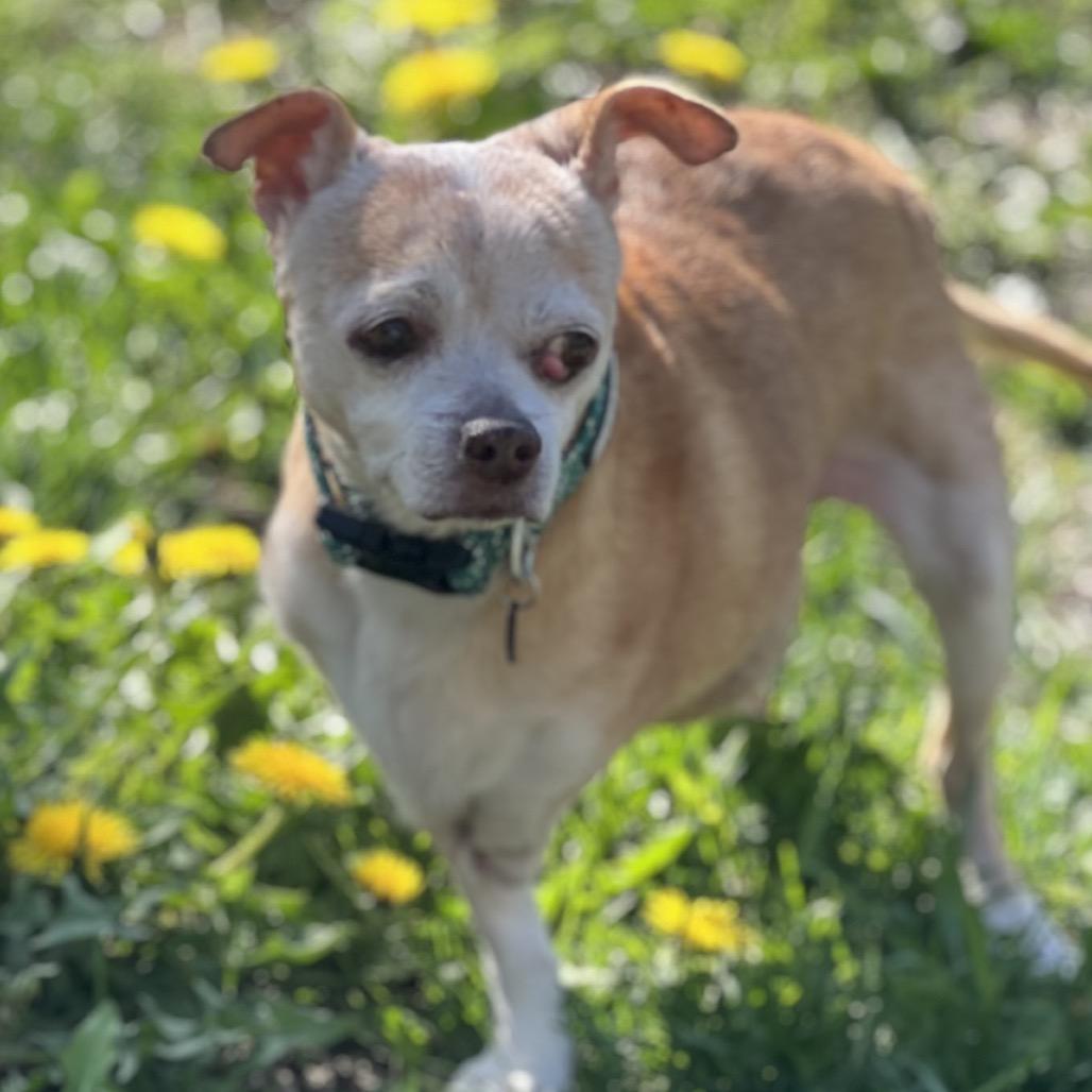 Charlie, a Adoptable mixed breed in Enfield, NH image 3/4