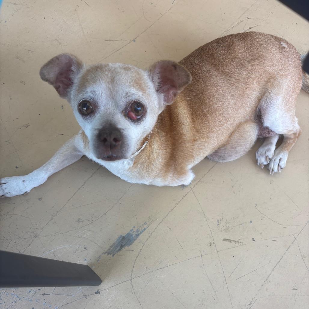 Charlie, a Adoptable mixed breed in Enfield, NH image 4/4