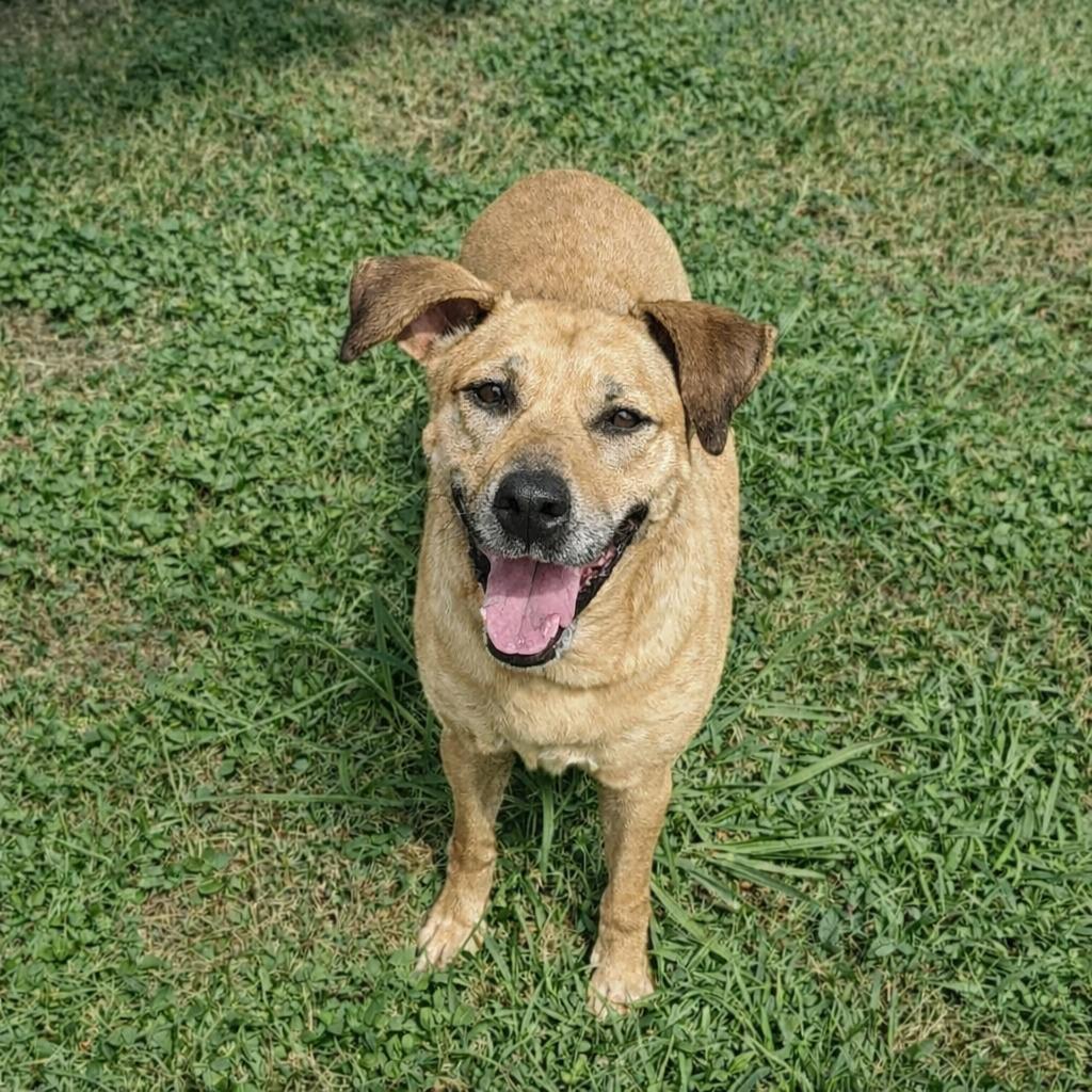 Reese, a Adoptable mixed breed in Brenham, TX image 2/6