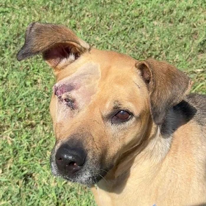 Enlarge Reese, a Adoptable mixed breed in Brenham, TX image 1/5