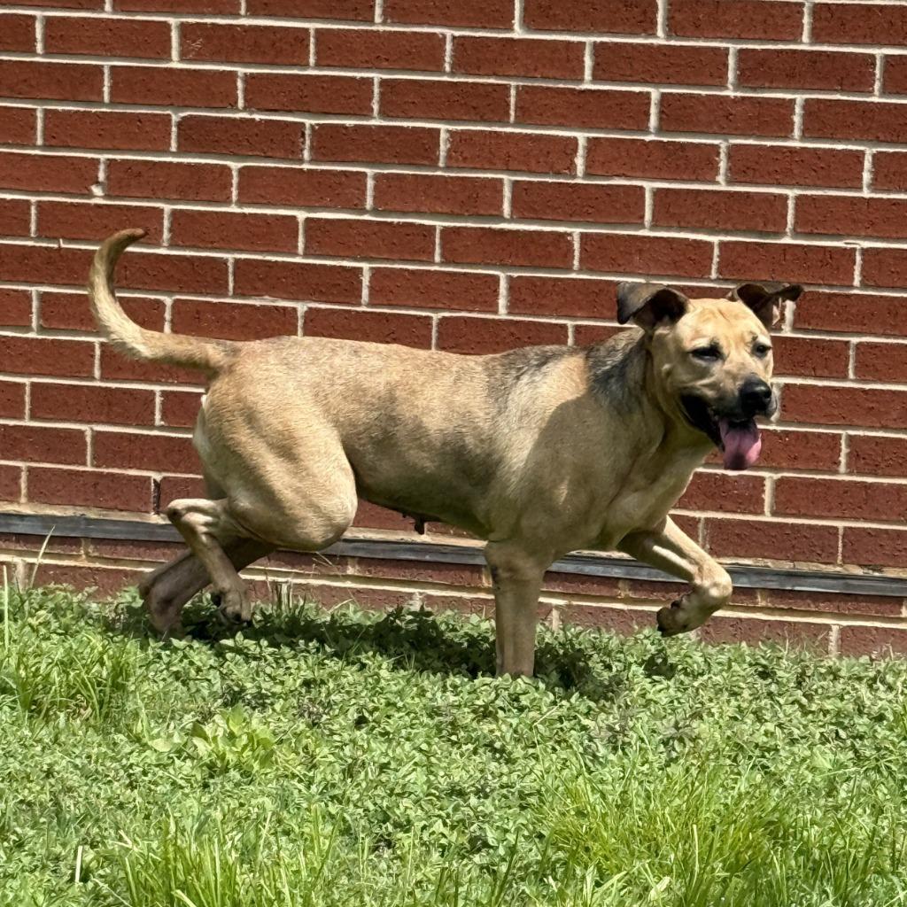 Reese, a Adoptable mixed breed in Brenham, TX image 3/6