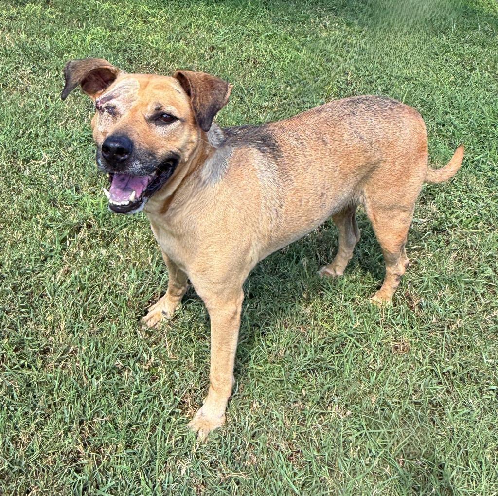 Reese, Adoptable, Adult Female Mixed Breed.