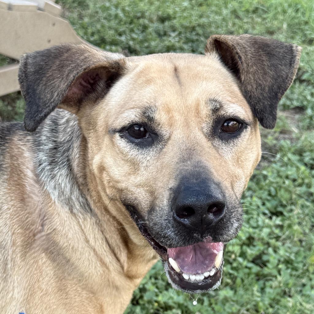 Reese, Adoptable, Adult Female Mixed Breed.