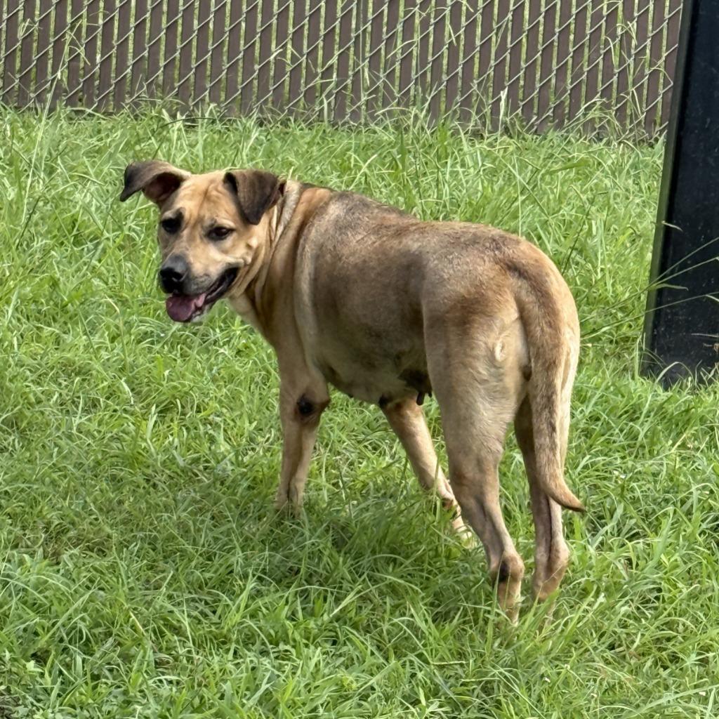Reese, a Adoptable mixed breed in Brenham, TX image 4/6