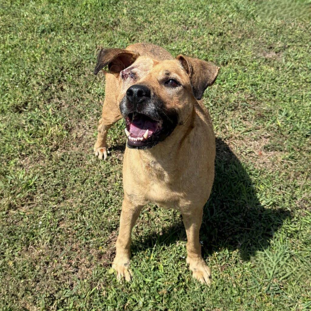 Enlarge Reese, a Adoptable mixed breed in Brenham, TX image 3/5