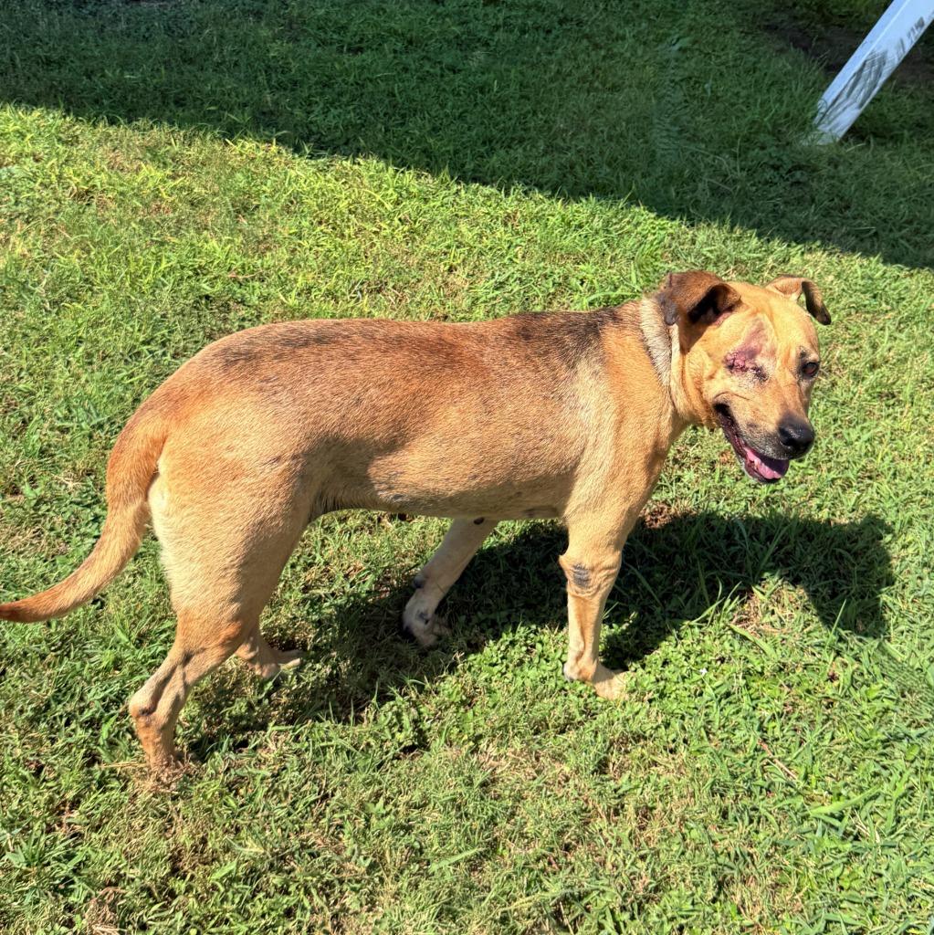 Enlarge Reese, a Adoptable mixed breed in Brenham, TX image 4/5