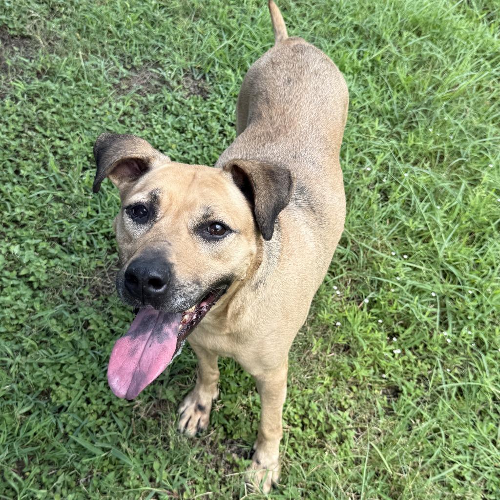 Reese, a Adoptable mixed breed in Brenham, TX image 5/6