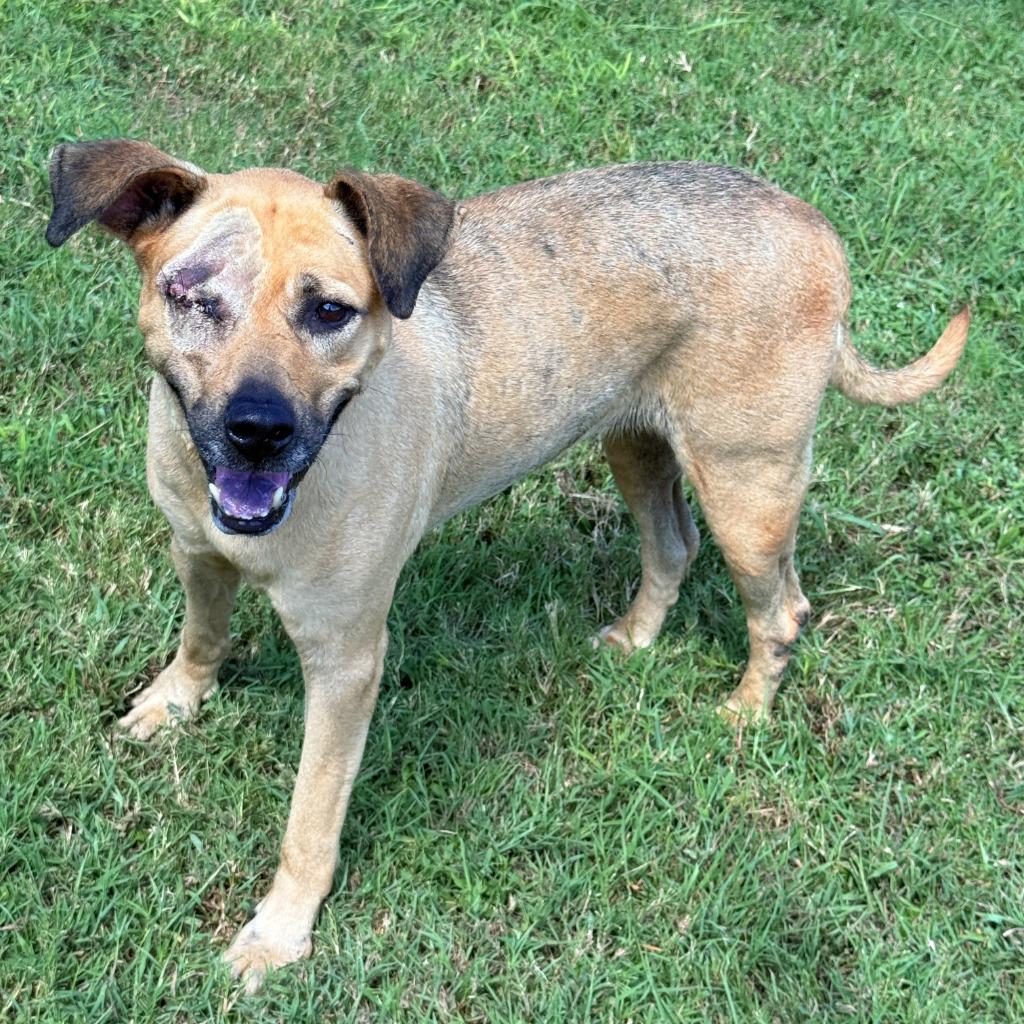 Enlarge Reese, a Adoptable mixed breed in Brenham, TX image 5/5