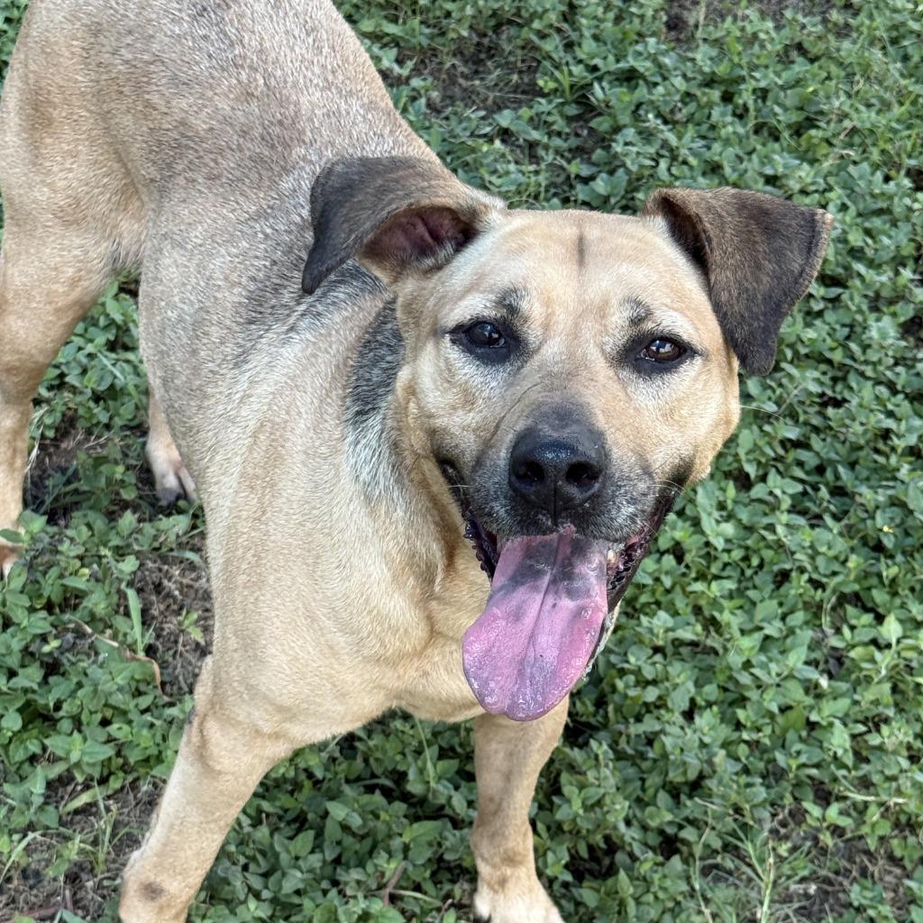 Reese, a Adoptable mixed breed in Brenham, TX image 6/6