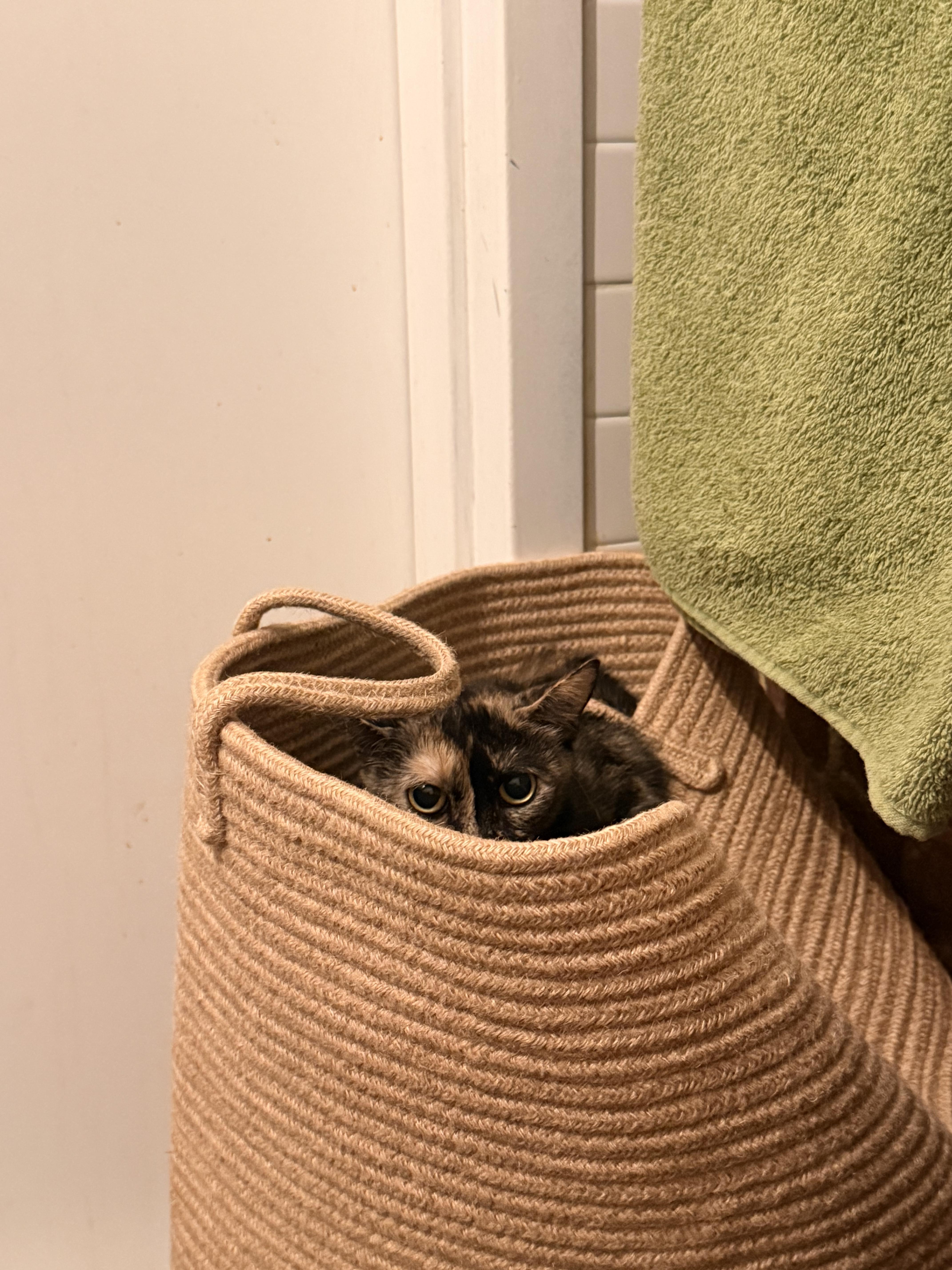 Enlarge Stitch, a ADOPTABLE Domestic Short Hair in brooklyn, NY image 4/6