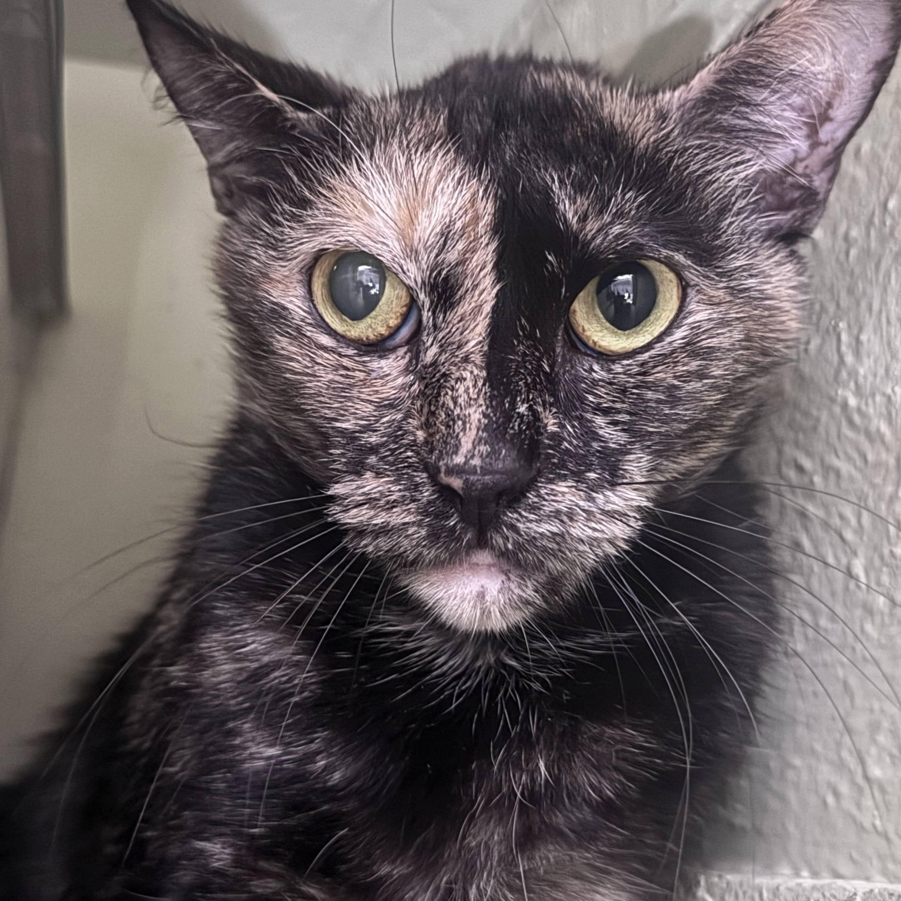 Enlarge Stitch, a ADOPTABLE Domestic Short Hair in brooklyn, NY image 3/6