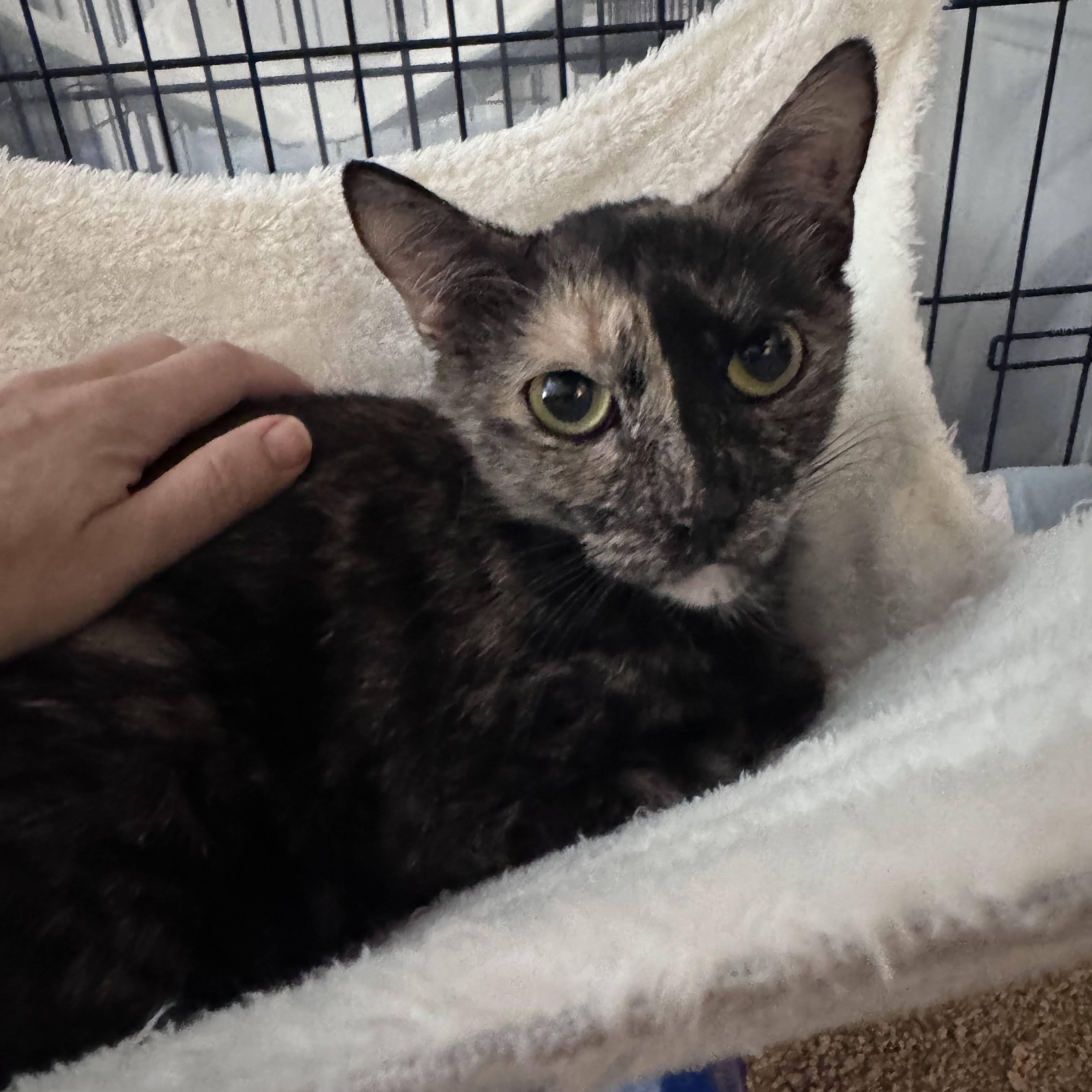 Stitch, ADOPTABLE, Young Female Domestic Short Hair.