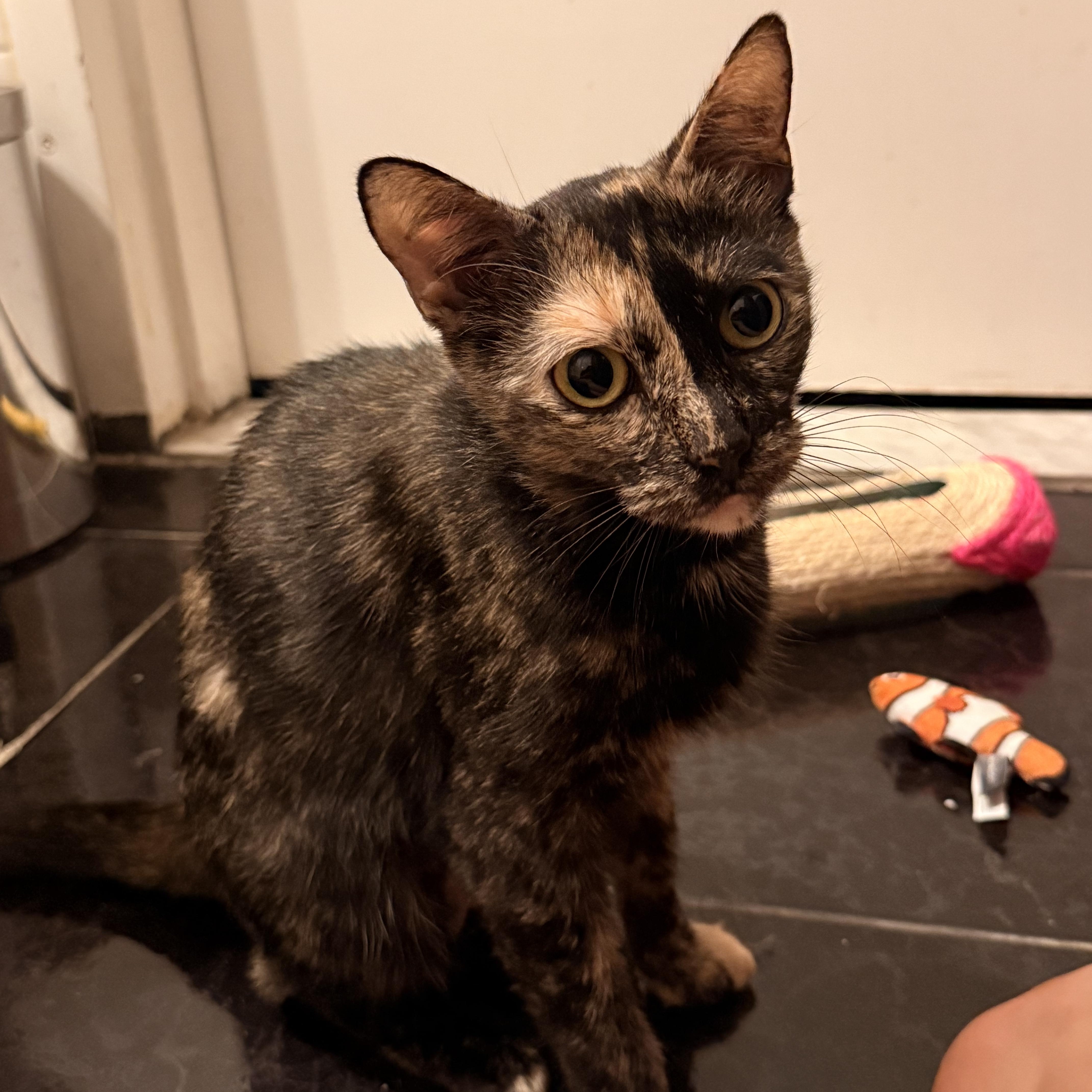 Enlarge Stitch, a ADOPTABLE Domestic Short Hair in brooklyn, NY image 5/6