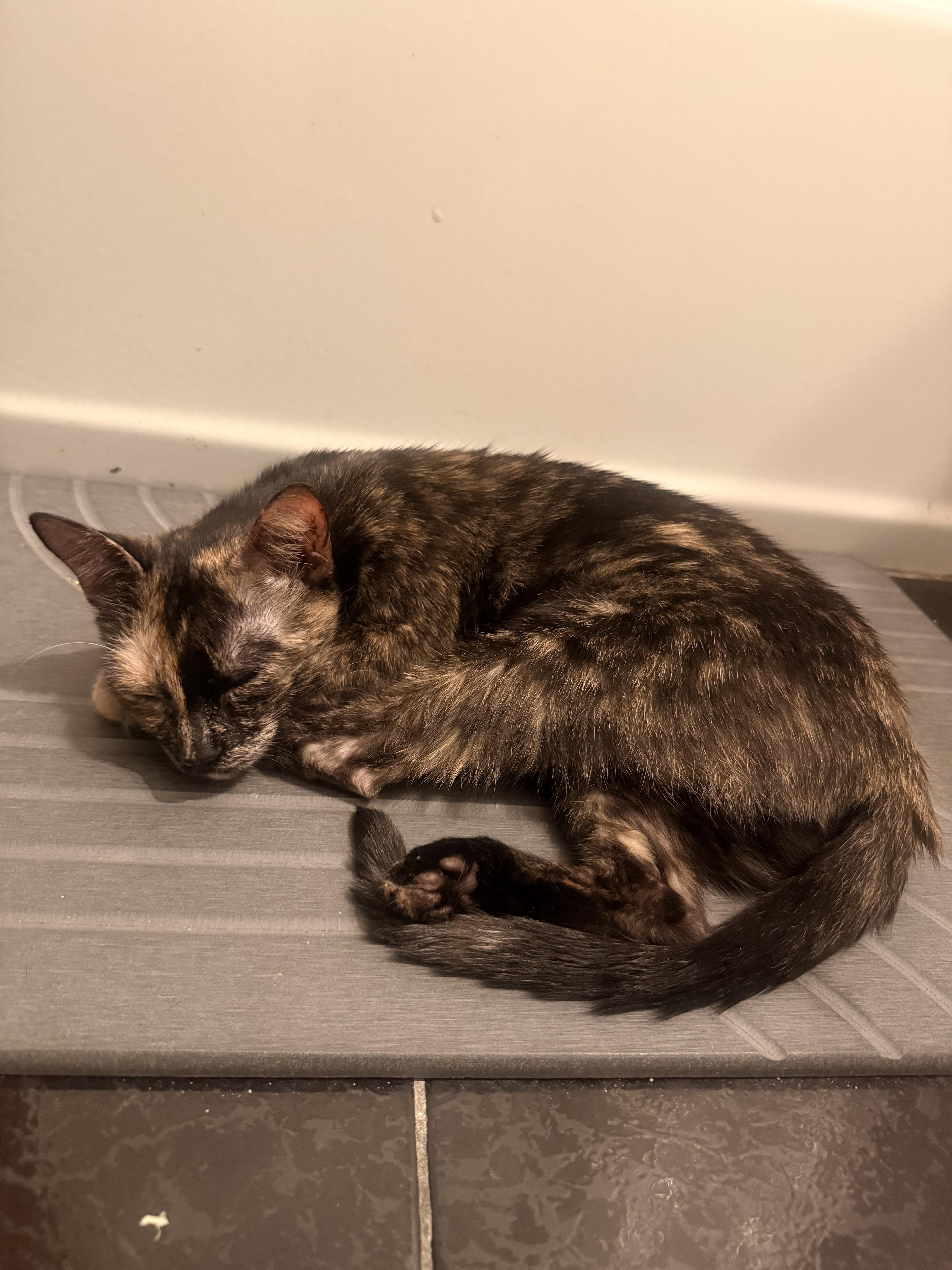 Enlarge Stitch, a ADOPTABLE Domestic Short Hair in brooklyn, NY image 6/6