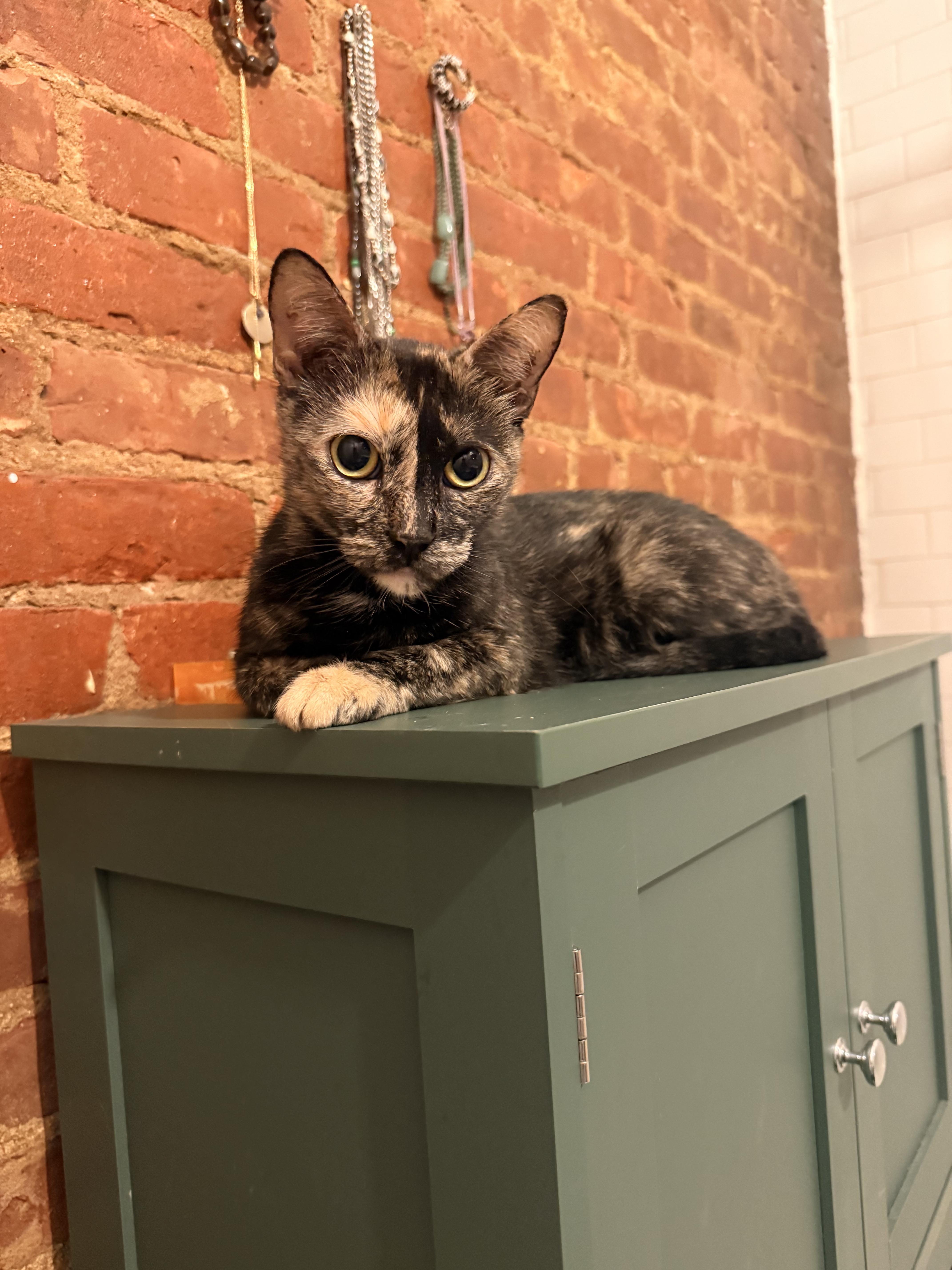 Enlarge Stitch, a ADOPTABLE Domestic Short Hair in brooklyn, NY image 2/6