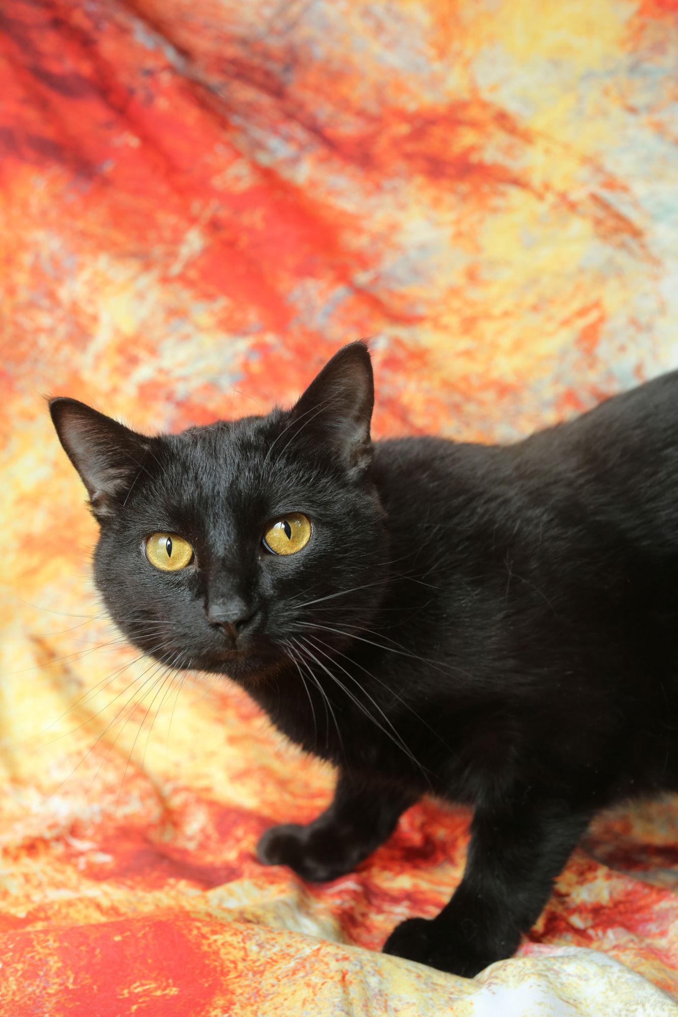 Mandu, Adoptable, Young Male Domestic Short Hair.