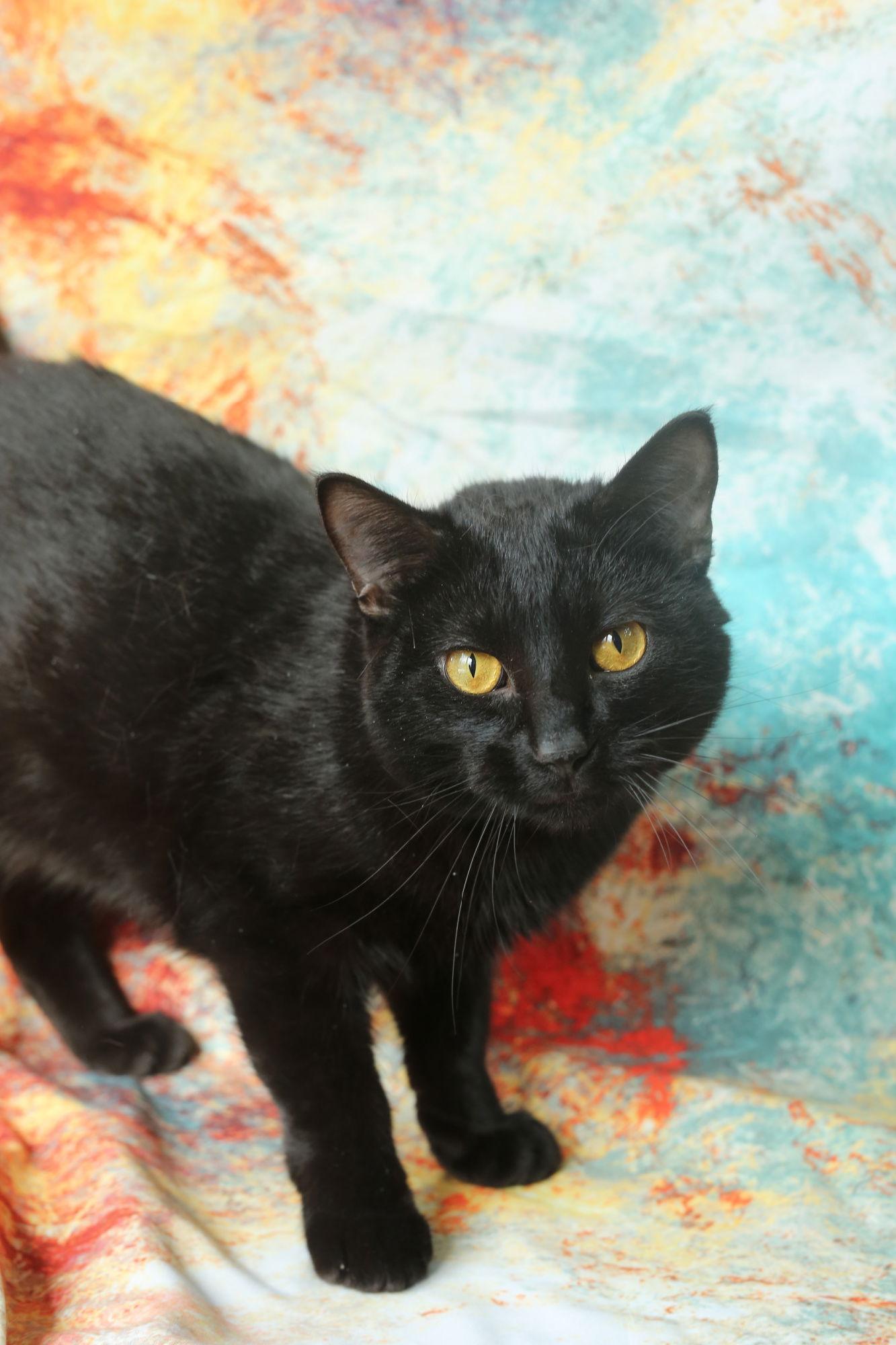 Mandu, a Adoptable Domestic Short Hair in New Prague, MN image 2/3
