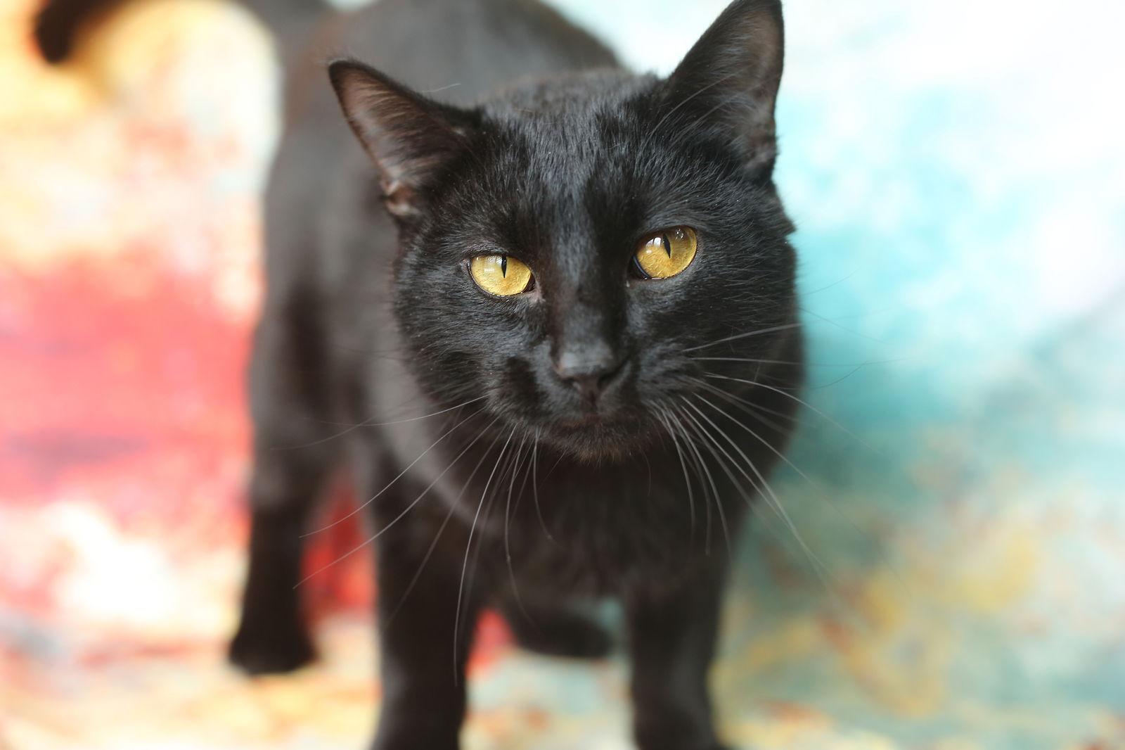 Mandu, a Adoptable Domestic Short Hair in New Prague, MN image 3/3