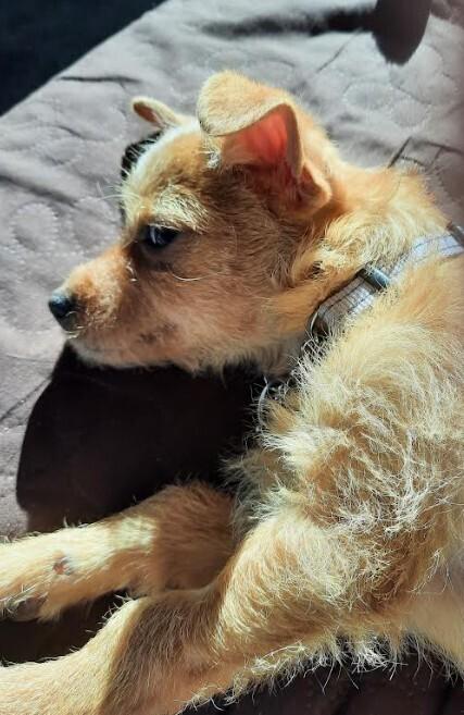 Peanut, Adoptable, Puppy Female Chihuahua.