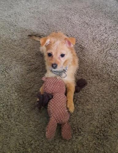 Enlarge Peanut, a Adoptable mixed breed in Plymouth, MN image 3/4