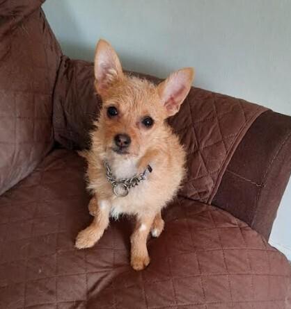 Enlarge Peanut, a Adoptable mixed breed in Plymouth, MN image 4/4