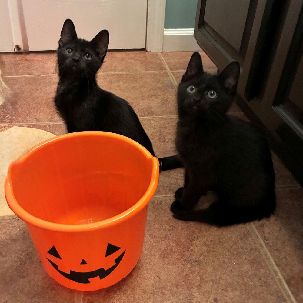 Yahoo, Adoptable, Kitten Male Domestic Short Hair.