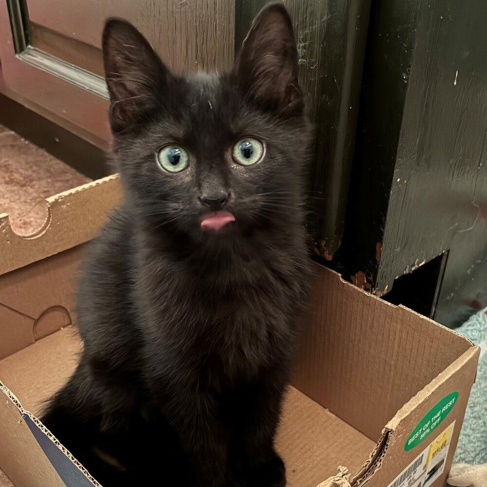 Enlarge Yahoo, a Adoptable Domestic Short Hair in Candler, NC image 2/2