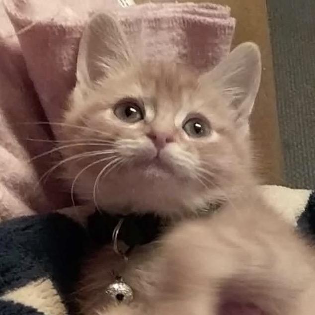 Nina, Adoptable, Kitten Female Domestic Short Hair.