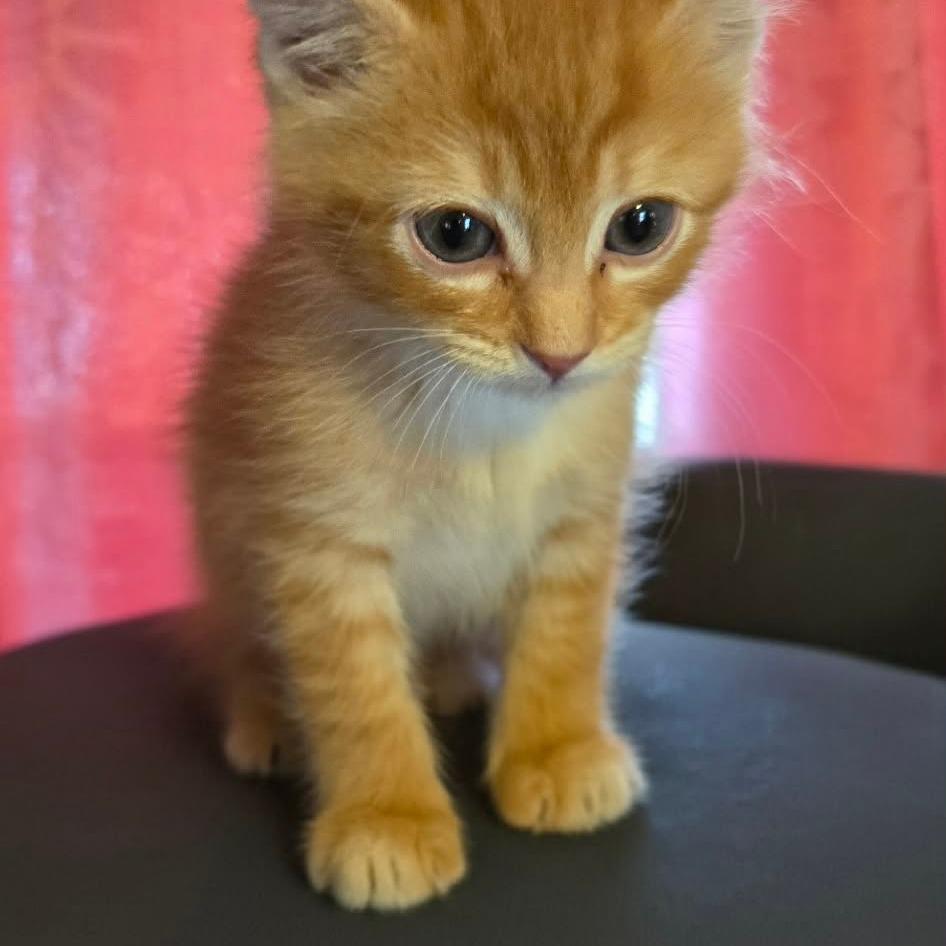 Enlarge Nina, a Adoptable Domestic Short Hair in Brevard, NC image 2/3