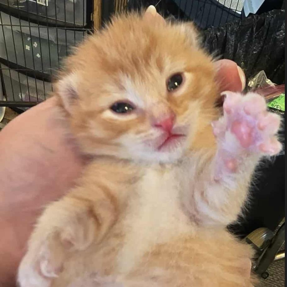 Enlarge Nina, a Adoptable Domestic Short Hair in Brevard, NC image 3/3