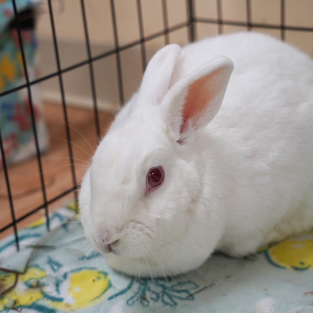 Kitchen Aid Mixer, Adoptable, Senior Female Florida White.