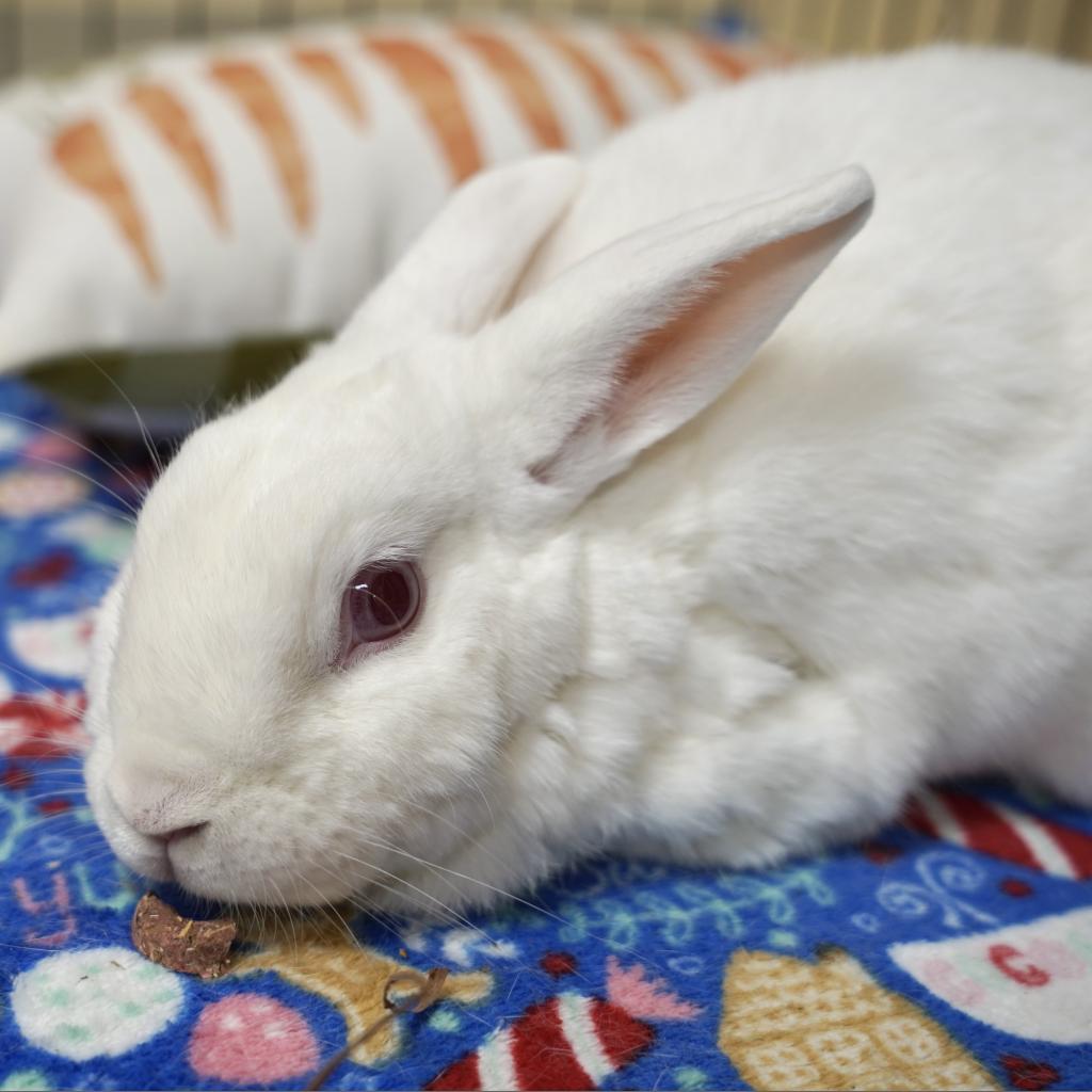 Enlarge Kitchen Aid Mixer, a Adoptable Florida White in Richmond, CA image 2/6