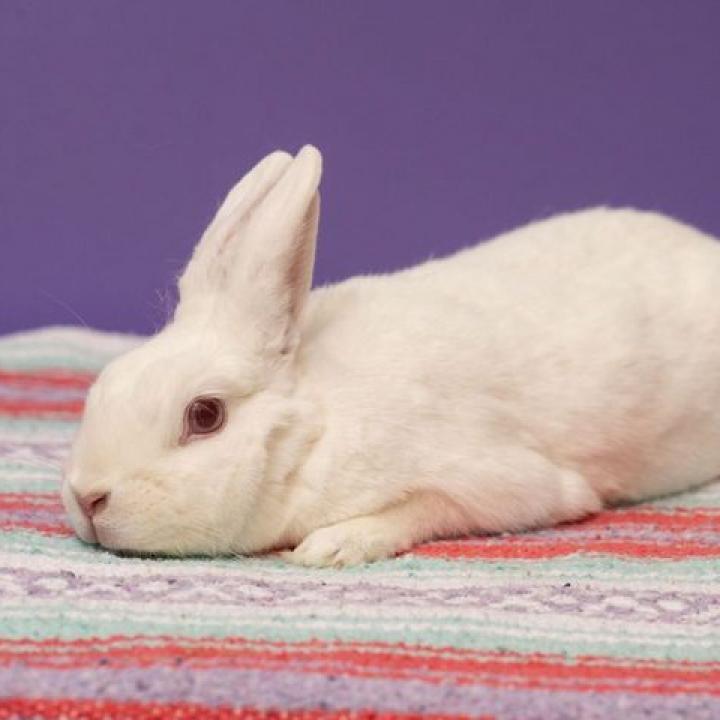Enlarge Kitchen Aid Mixer, a Adoptable Florida White in Richmond, CA image 3/6