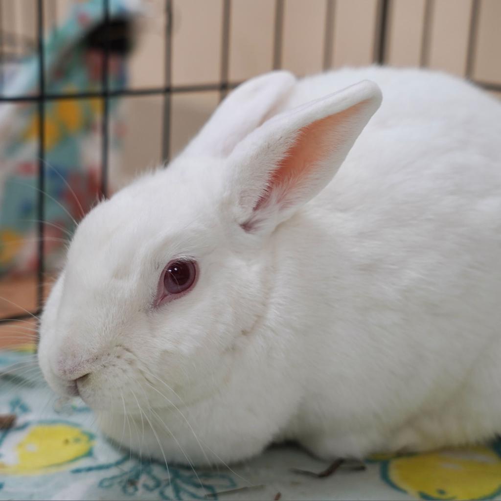 Enlarge Kitchen Aid Mixer, a Adoptable Florida White in Richmond, CA image 4/6