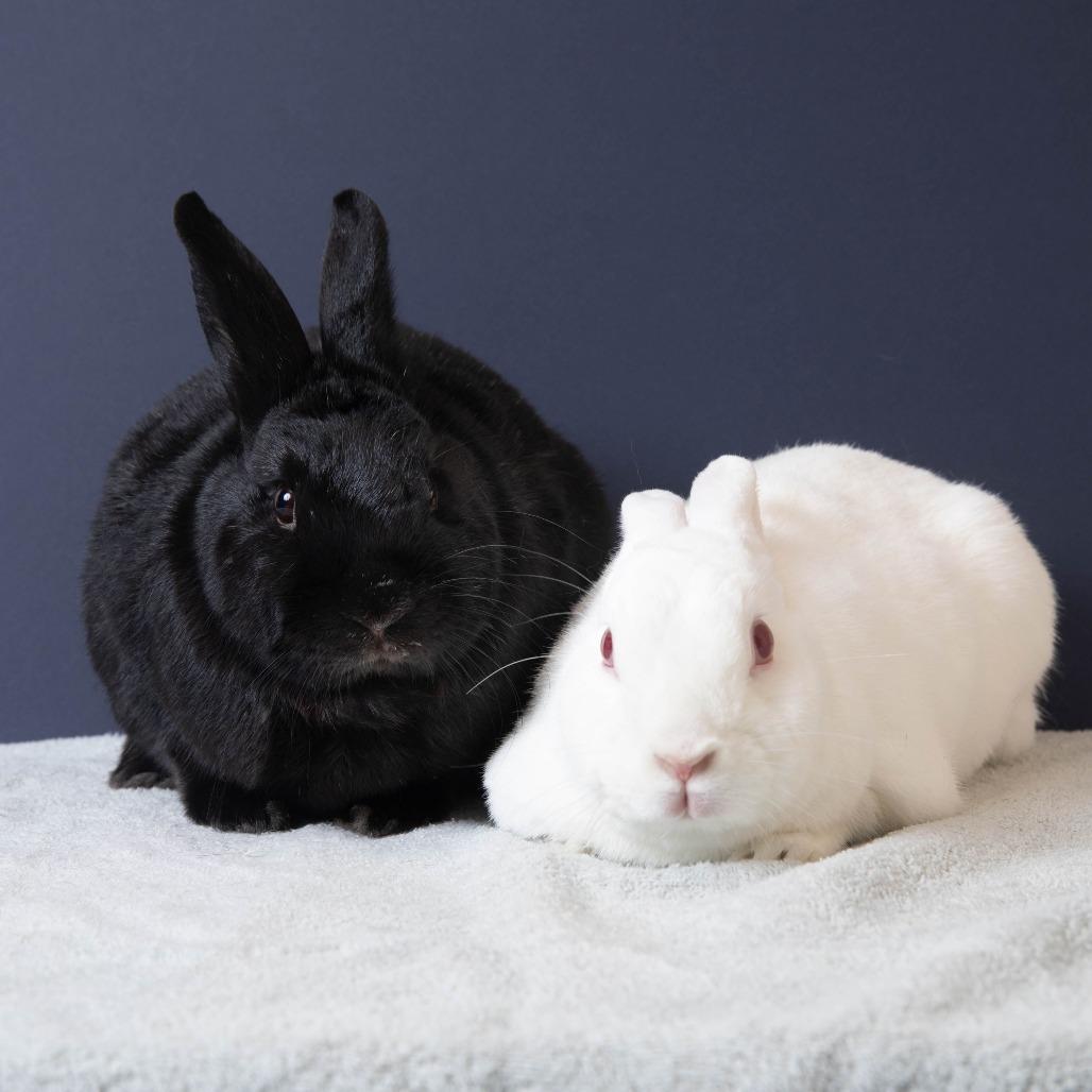 Enlarge Kitchen Aid Mixer, a Adoptable Florida White in Richmond, CA image 5/6