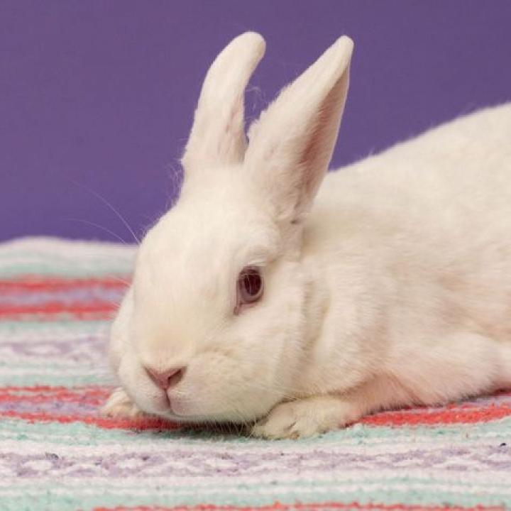 Enlarge Kitchen Aid Mixer, a Adoptable Florida White in Richmond, CA image 5/6