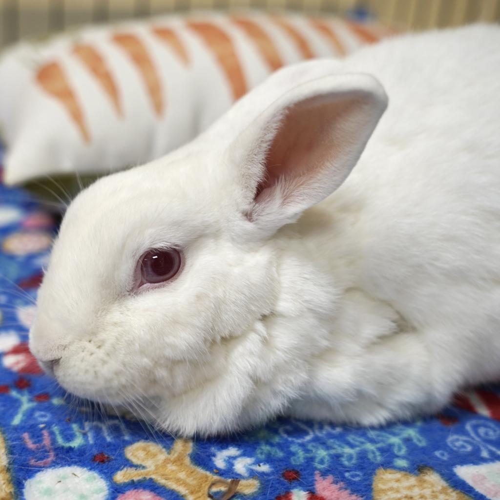 Enlarge Kitchen Aid Mixer, a Adoptable Florida White in Richmond, CA image 6/6