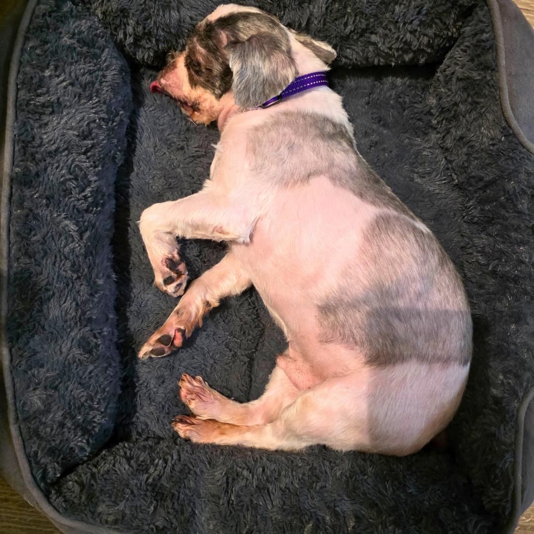 Enlarge Charlie Glam, a ADOPTABLE Shih Tzu in New York, NY image 5/5