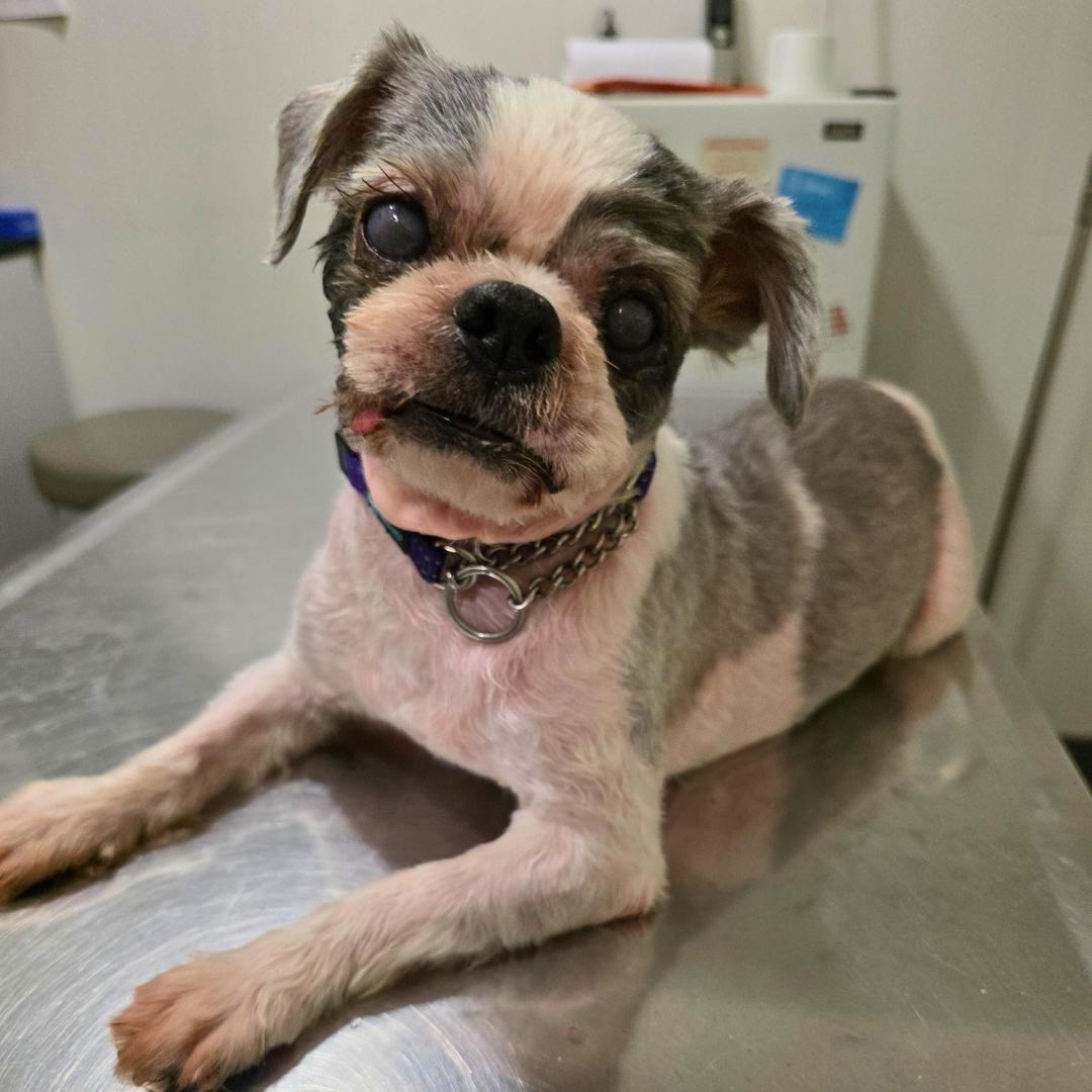 Enlarge Charlie Glam, a ADOPTABLE Shih Tzu in New York, NY image 4/5